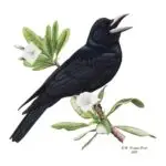 The Corvus kubaryi, its scientific name, lives in a variety of habitats preferring limestone forest but also strand and ravine forests and agricultural areas.