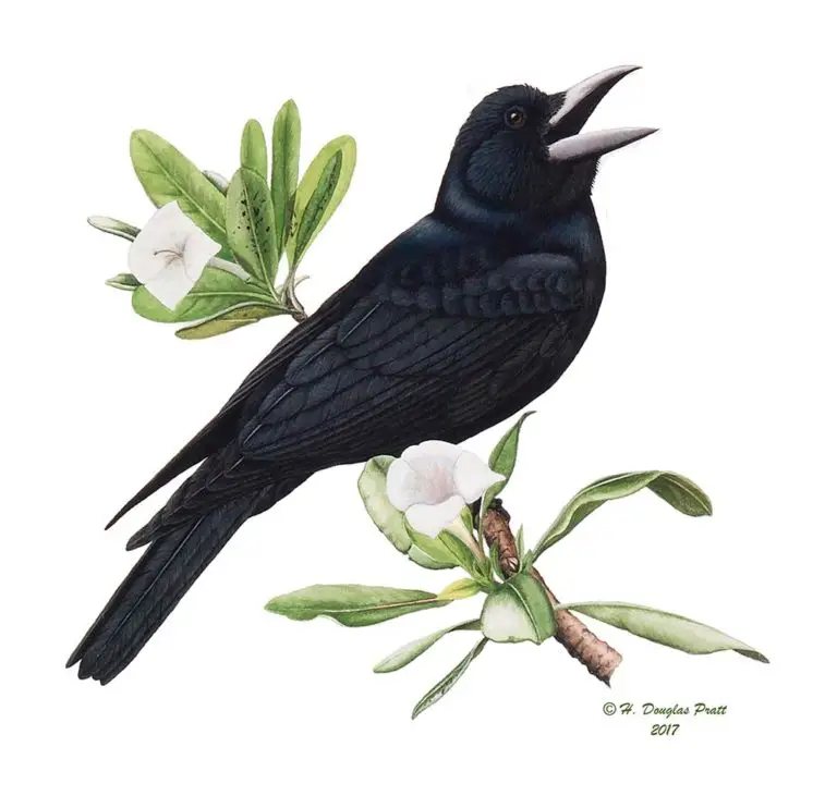 The Corvus kubaryi, its scientific name, lives in a variety of habitats preferring limestone forest but also strand and ravine forests and agricultural areas.