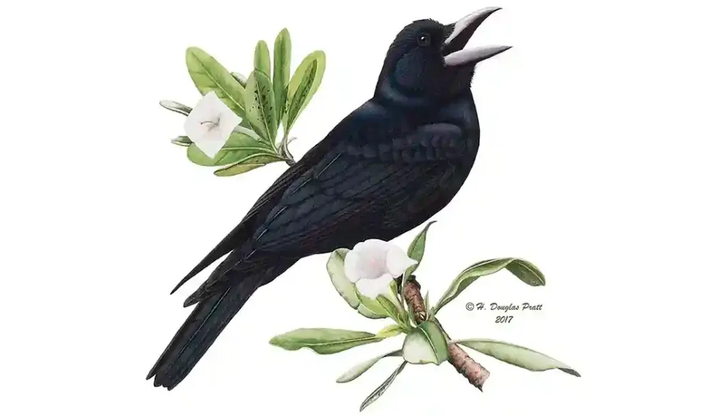 Mariana Crow