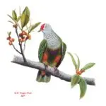 Totot (Mariana Fruit Dove)