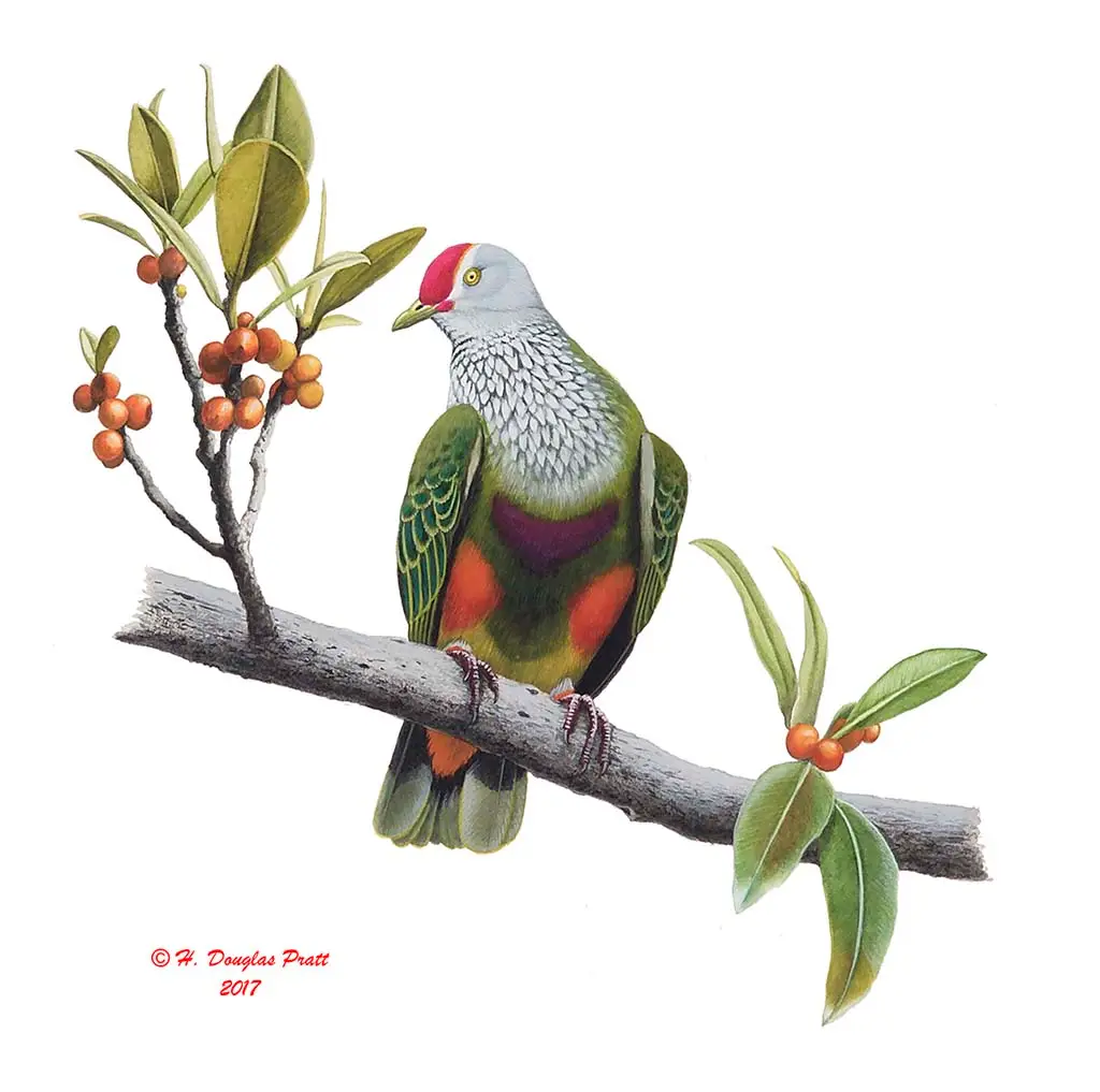 Totot (Mariana Fruit Dove) - Guampedia