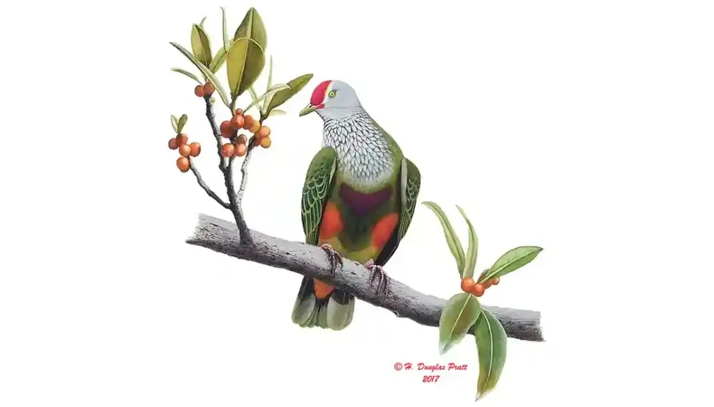 Totot (Mariana Fruit Dove)