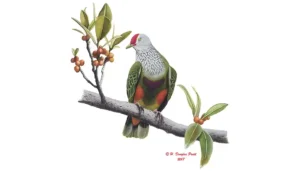 Totot (Mariana Fruit Dove)