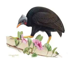 Mariana Megapode