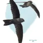 Collocali. bartschi, its scientific name, live in limestone caves and sink holes in limestone and ravine forests.