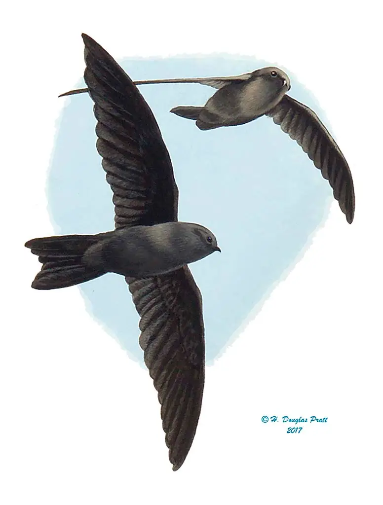 Yǻyaguak (Mariana Gray Swiftlet) - Guampedia