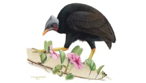 Micronesian Megapode
