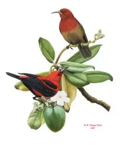 CHuchurika/Naabak (Rufous Fantail)