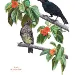 Såli (Micronesian Starling)