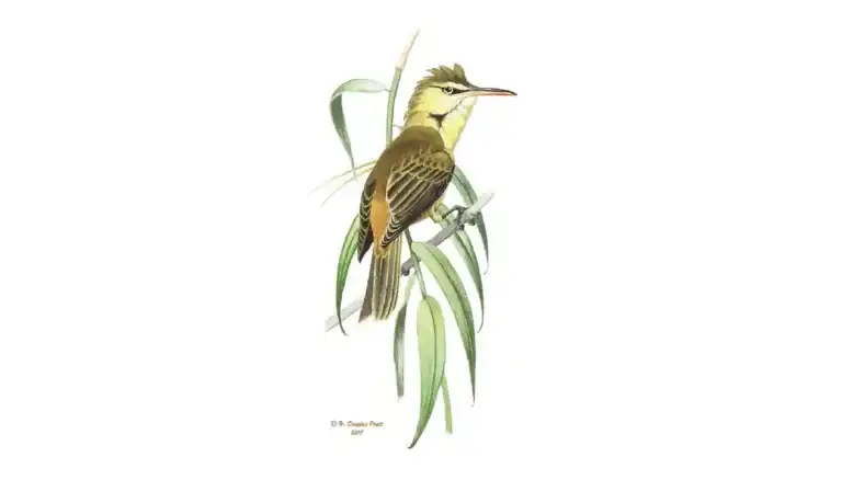 Nightingale Featured Image