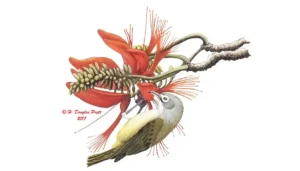 Nosa'/Bridled White-eye Featured Image