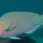 Palenose Parrotfish