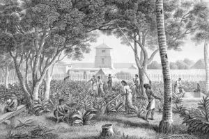 Governor's Garden. Guam Public Library System collection.