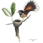 CHuchurika/Naabak (Rufous Fantail)