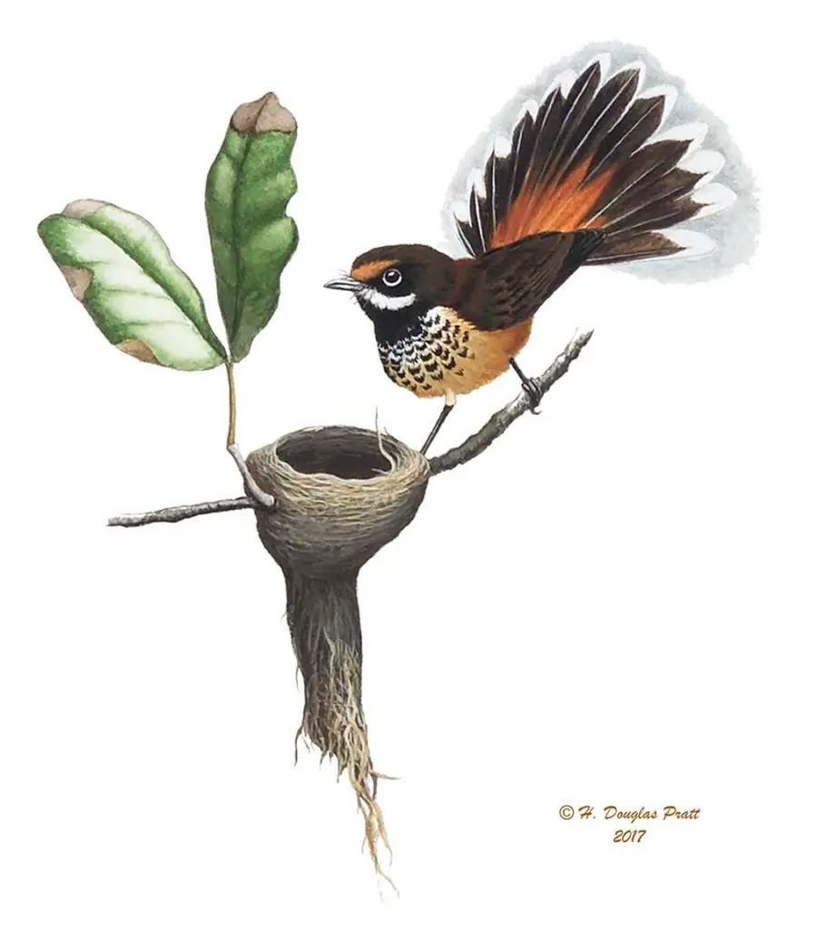 CHuchurika/Naabak (Rufous Fantail) - Guampedia