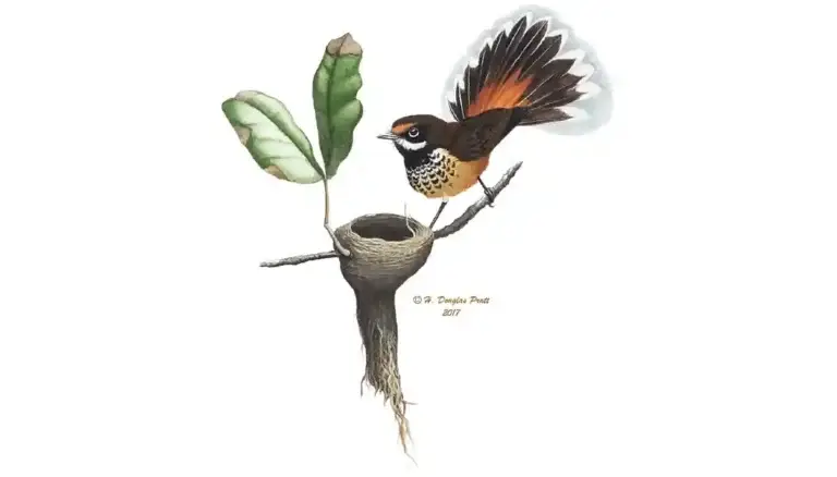 Rufous Fantail Featured Image