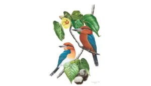 Sihek (Micronesian Kingfisher). H. Douglas Pratt