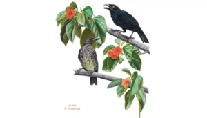 Micronesian Starling (Såli). H. Douglas Pratt.