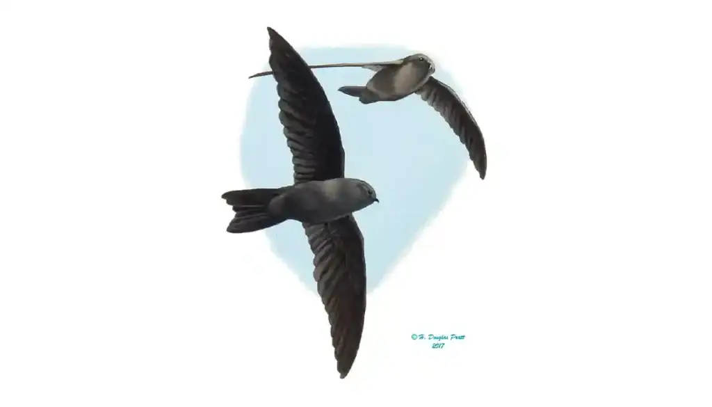 Yǻyaguak (Mariana Gray Swiftlet). H. Douglas Pratt.