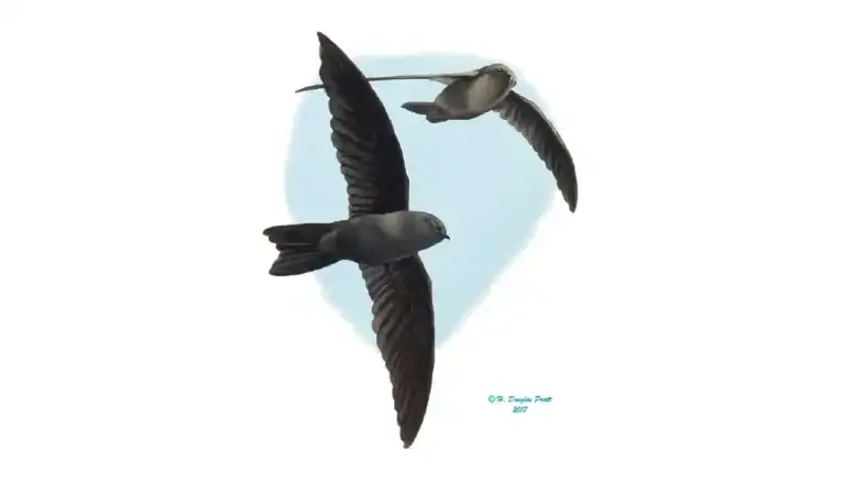 Yǻyaguak (Mariana Gray Swiftlet). H. Douglas Pratt.