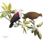 Paluman Ǻ’paka yan Paluman Fache’ (White Throated Ground Dove)