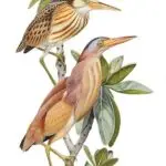 Yakkak (Yellow Bittern)