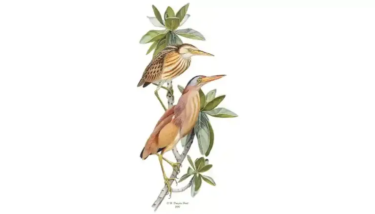 Yellow Bittern Featured Image