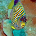 Angelfish