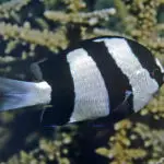 Damselfish