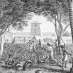 Governor's Garden. Courtesy of the Guam Public Library System.