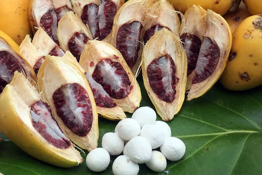 Pugua (detail) - Guampedia