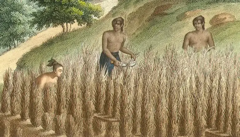 Altered farming image from the Guam Public Library System collection.