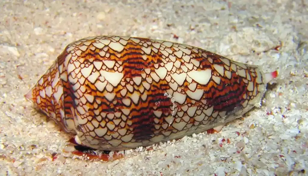 Cone Snail
