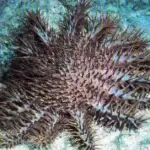 Crown of Thorns