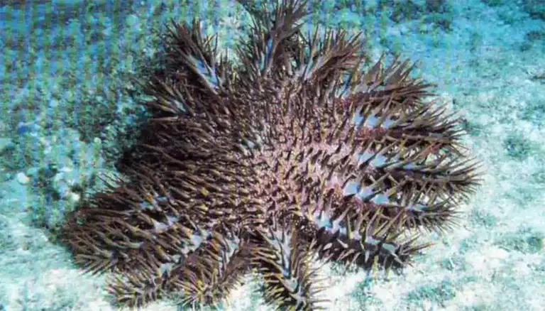 Crown of Thorns