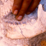 Strands of Money Beads and Evidence of Stained Teeth