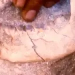 Stained teeth at the "Princess of Ipao" burial. Photo courtesy of the Guam Historic Preservation Division of the Department of Parks and Recreation.