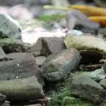 01-Ancient Guam_archie header-01