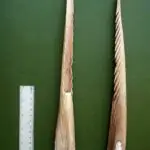 Spearpoints