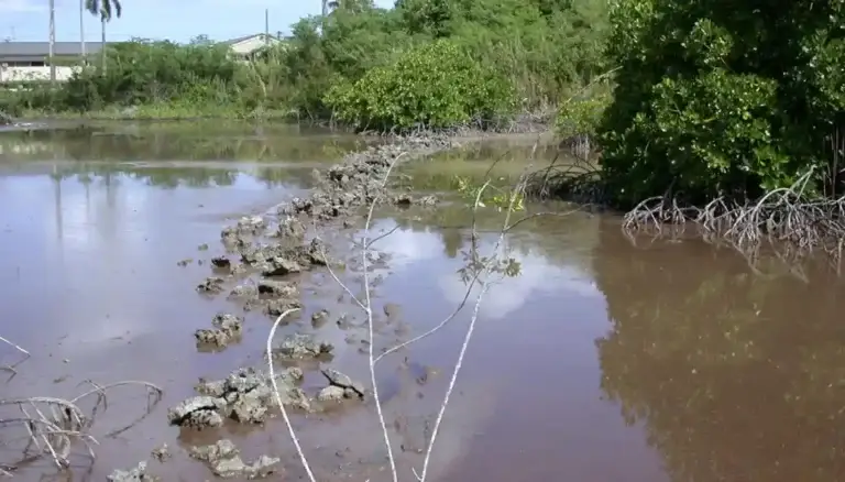 A fish weir pool wall constructed of piles of brain coral heads. Boyd Dixon collection