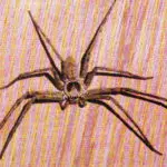 Huntsman Spider