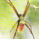 Tent Spider