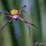 Arachnids Featured Image