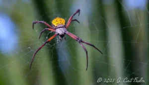Banana spider. Photo Courtesy of Dr. G. Curt Fiedler.