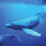 Humpback Whales