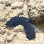 The Balate' or Sea Cucumber