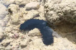 The Balate' or Sea Cucumber. Guampedia