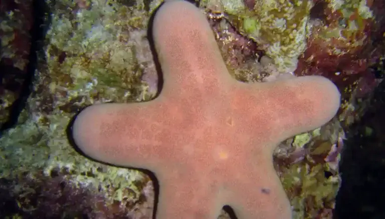 Sea Stars, Sea Urchins and Other Echinoderms Of Guam