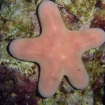 Starfish, 2018