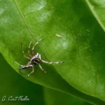 Three Arthropods-Mite